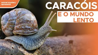 Caracóis na Natureza: Anatomia, Hábitos e Curiosidades #luta #curiosidades #curiosidadessobreanimais