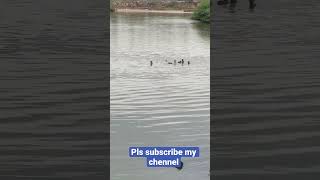 நீர் நாய் # gedilam river # cuddalore #water dog