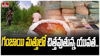 గంజాయి మత్తులో చిత్తవుతున్న యువత..| Special Story On Ganjayi Mafia | hmtv