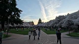 Exploring the Enchanting Cherry Blossoms at University of Washington's Seattle Campus 0318 2024