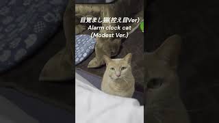 目覚まし猫(控え目Ver)　Alarm clock cat (Modest Ver.)