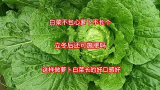 白菜不包心萝卜不长个，立冬后还可施肥吗？这样做萝卜白菜长的好