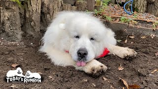 家に入ろうとしたけど…やっぱり外で穴掘りをしたルンルンです　Great Pyrenees　グレートピレニーズ