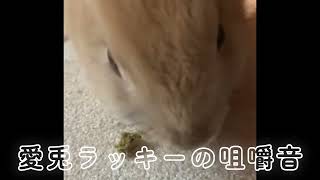 【ASMR】うさぎの咀嚼音が心地良すぎた！