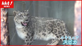 人気者のユキヒョウ『スピカ』亡くなる　熊本市動植物園に献花台