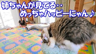 姉ちゃんに見つめられて嬉しくて仕方がない巨猫のボス吉