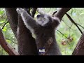 chinese stories for beginners adorable koala an animal unique to australia 中文学习入门故事 澳大利亚特有的动物考拉