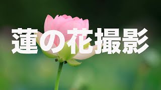 蓮の花撮影のカメラ設定