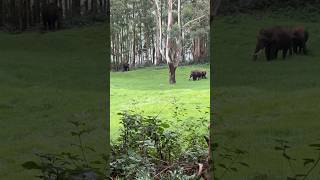 കാട്ടാനെ കണ്ടു guyss🐘🐘  #sruthysvlogs #elephant #munnar #trip #spotelephantatmunnar #viral #shorts