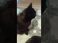 котики cat Мама пришла с работы 👍🏻 вторник