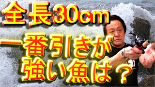 【村田基】全長30cmで一番引きが強い魚はなんですか？スピードでは●●が一番！【再アップ】