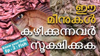 What Fish Should I Eat? | Kinds Of Fish I Should Avoid | ഈ മീനുകൾ കഴിക്കുന്നവർ സൂക്ഷിക്കുക| KYF:Ep-2