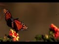 Michael e - Butterflies *k~kat jazz café* The Smoothjazz Loft