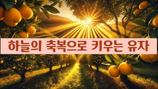 하늘의 축복으로 키우는 대청유자