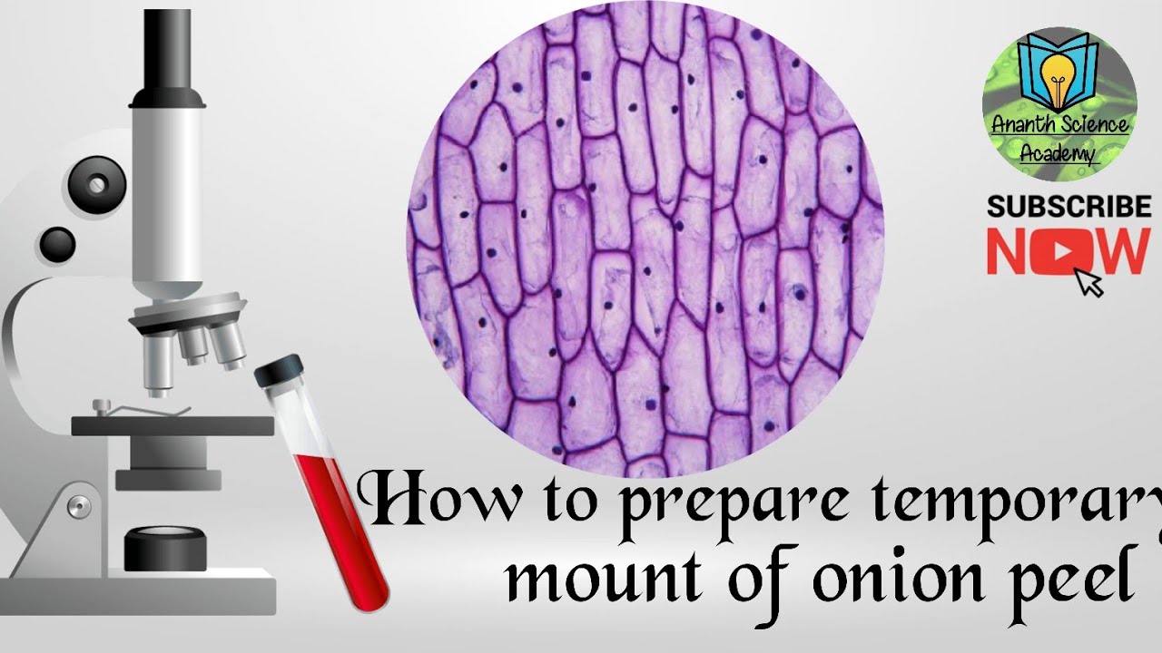 How To Prepare Temporary Mount Of Onion Peel (in English) || Class 9 ...