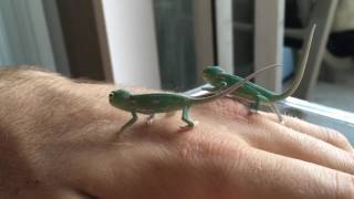 BABY VEILED CHAMELEONS on hand (3 days old)