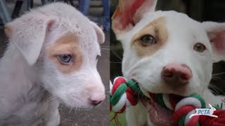 Christmas the Puppy’s Amazing Transformation | PETA Animal Rescues