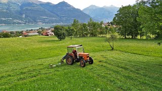 Mowing Grass | Fiat 480 + Roto kosa BCS 405 | 🇮🇹 | Italië | 2023