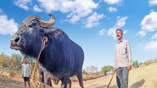 সিদপুর মানিক মাহাত নতুন কাড়া কিনলেন ।।