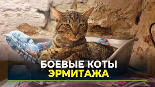 Главный музей Петербурга охраняют коты