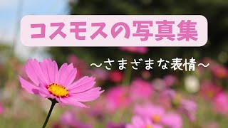 【コスモスの写真集】様々表情を見せてくれるコスモス #秋桜 #癒し #写真集