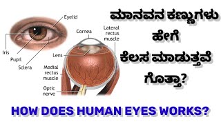 How does human eyes work? | ಮನುಷ್ಯನ ಕಣ್ಣುಗಳು ಹೇಗೆ ಕೆಲಸ ಮಾಡುತ್ತವೆ?