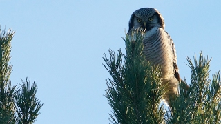 Nothern Hawk Owl hunting, White-throated Dipper huntig insects. Slow mo. Haukugle og Fossekall,