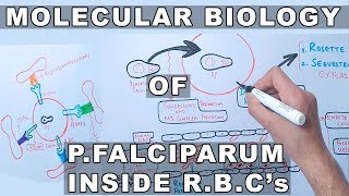 Molecular Biology of P.Falciparum Inside Erythrocytes