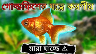 গোল্ডফিশ আর মরবে না। Goldfish Care Tips for Beginners