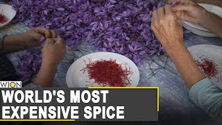 Fall in overall production of Kashmiri saffron due to deficient rain | World's most expensive spice