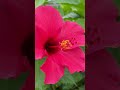 大紅色🌺 chinese hibiscus plants amazing 植物 amazingplants smalllittlethings 大自然 植物のある生活 美麗