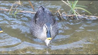 魚を食べる野生のカルガモ 4k (A duck is eating a fish)  #野鳥 #カモ  #duck #birds #野鳥撮影