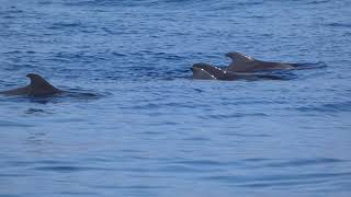 Shortfinned pilot whales in Tenerife