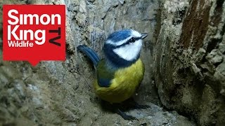 Simon King's Wild Meadows - Ep 10 - Close Encounters, Cute Blue Tits and More