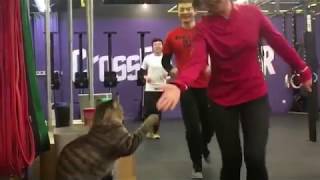 Cat high fives runners
