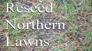 Reseeding a Lawn