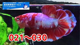 【ジャイアントプラカットオス】04M1115 021から030