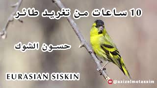 10ساعات من تغريد طائر الحسون الشوك Eurasian siskin