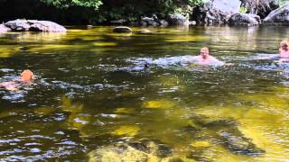 Swimming at Ragged Chutes with dogs August 2015