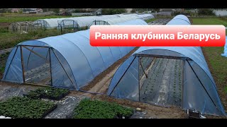 Ранняя клубника Беларусь. Азия, Брилла, Альба