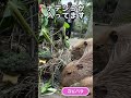 野菜ツリーvsカピバラ軍団 shorts 長崎バイオパーク