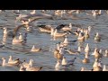 Larus is a large genus of gulls with worldwide distribution. Large white-headed gulls Bird