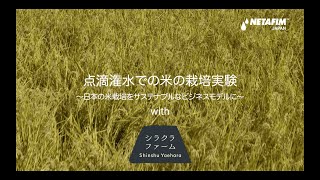 【点滴潅水×米】点滴潅水による米の生産は可能なのか？【水田からの転換】