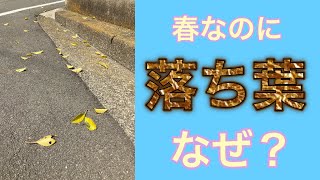 春なのに落ち葉が出る？これって病気なの？理由を説明します！（字幕対応）