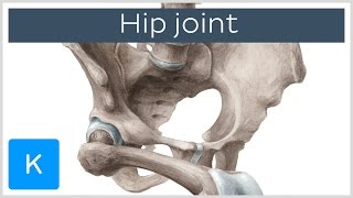 Hip joint - Bones, ligaments, blood supply and innervation - Anatomy | Kenhub