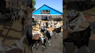 gujri goats in CGF