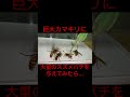 巨大カマキリに大量のスズメバチをあげてみた