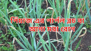 পিঁয়াজ এর পার্পল ব্লচ বা আগা মরা রোগের সমাধান /  Purple Blotch On Onion