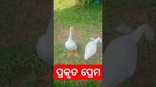 ସତ କଥା