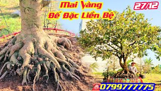 #Tính_0799777775, Mai Vàng Khủng, đế đặc liền bệ, xương cành dày, Chi nhạo @cscanthohg